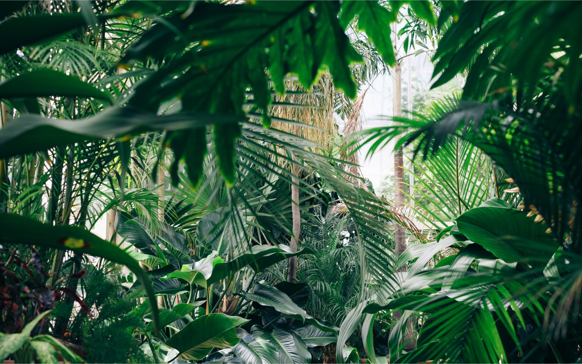eloge_de_la_plante_jean_luc_herve_cop_chris_abney.jpg